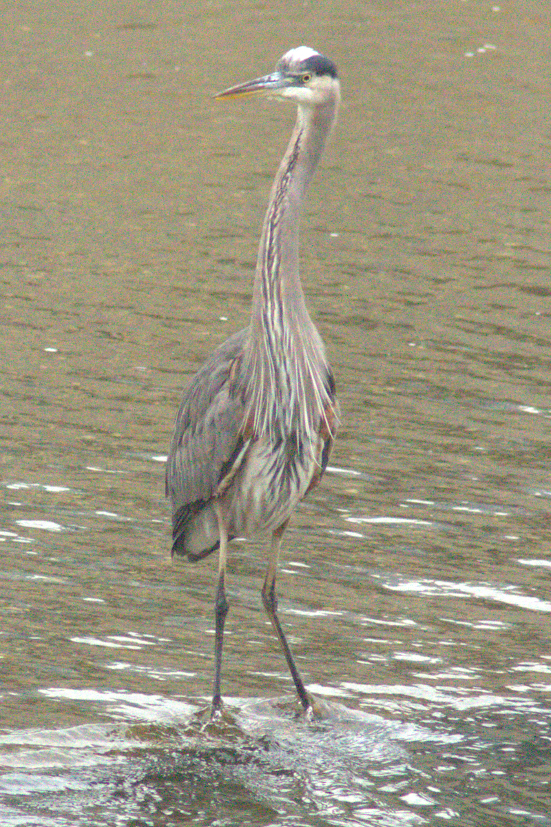 Great Blue Heron - ML645147883