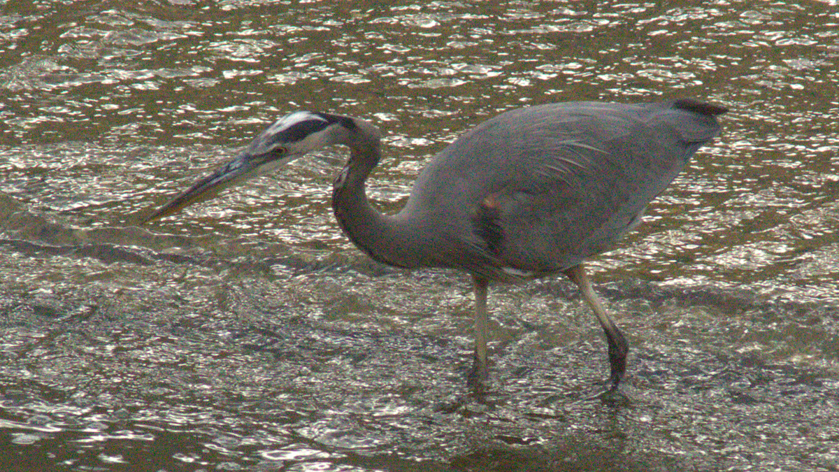 Great Blue Heron - ML645147885