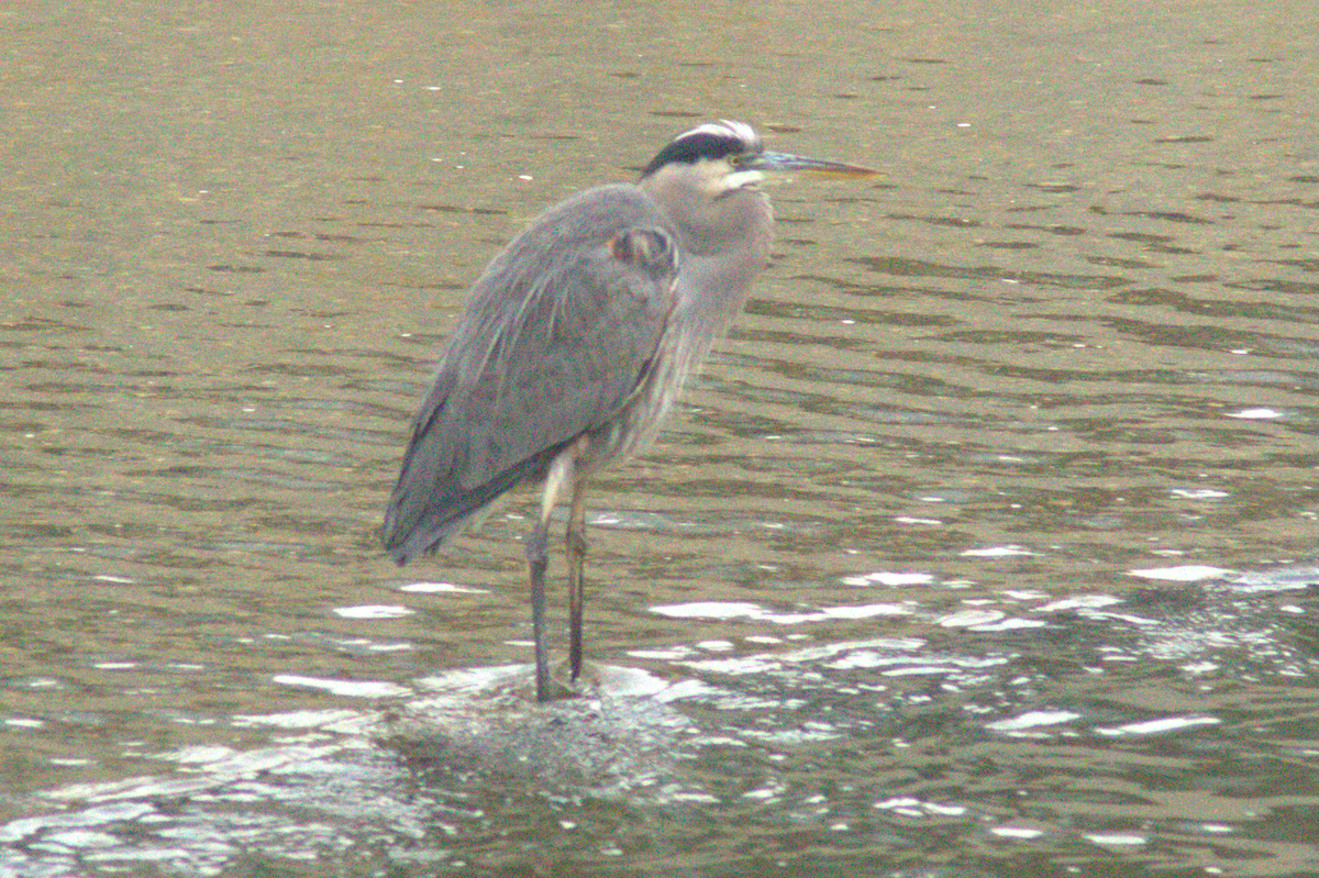 Great Blue Heron - ML645147886