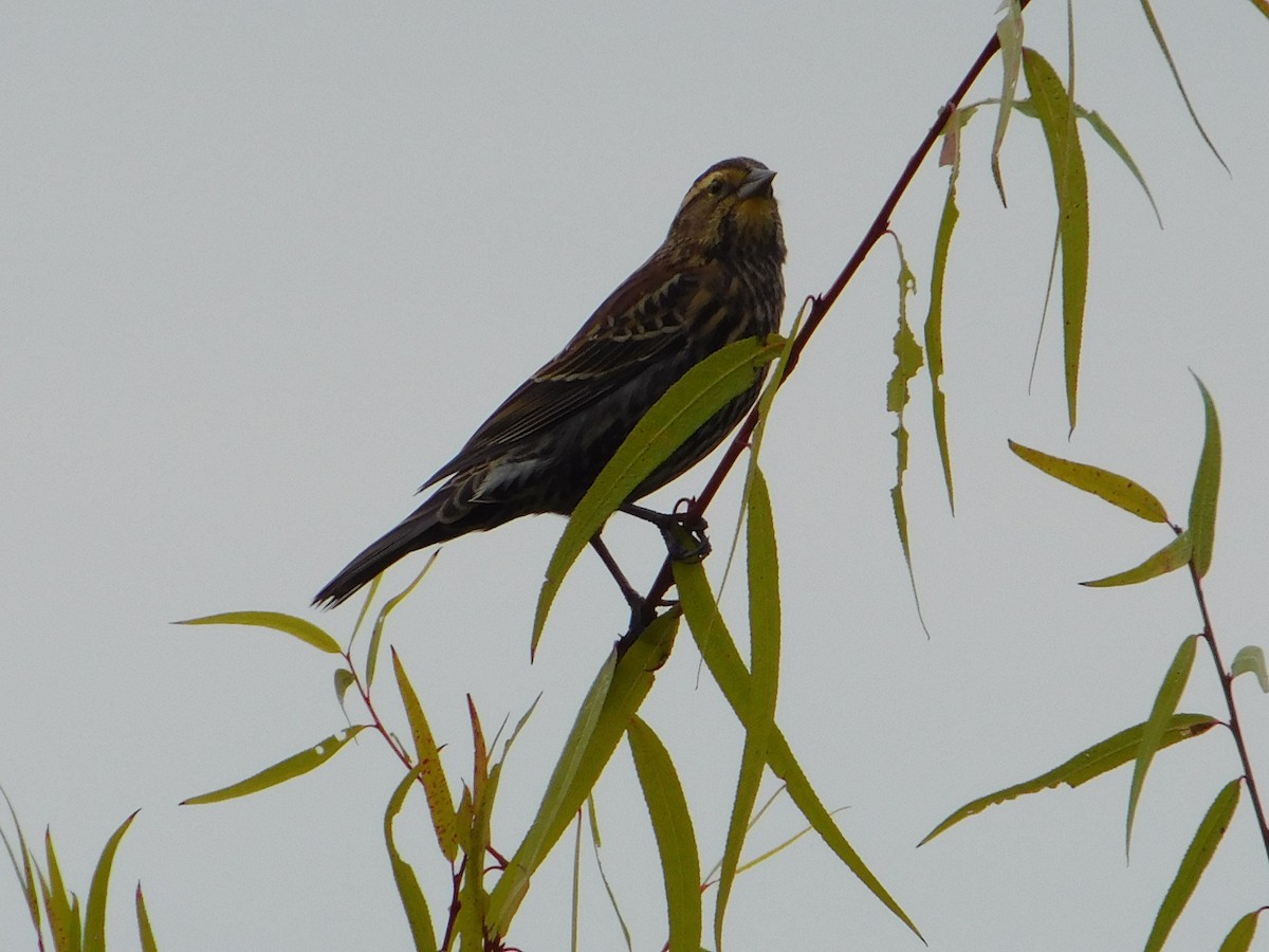 Red-winged Blackbird - ML645147889