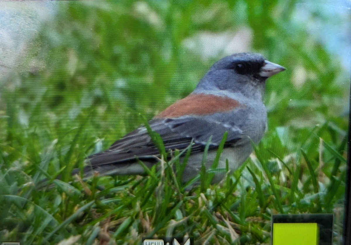 Dark-eyed Junco (Gray-headed) - ML645147893