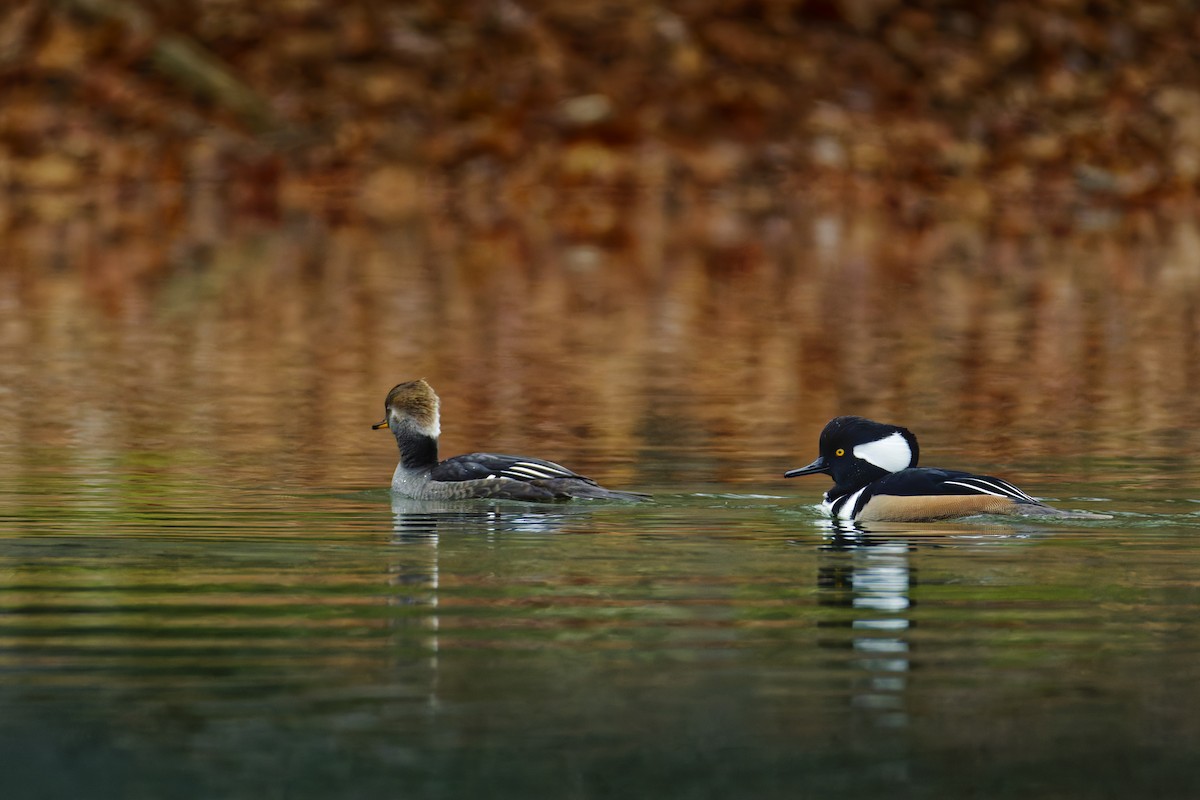 Капюшоновый крохаль - ML645147894