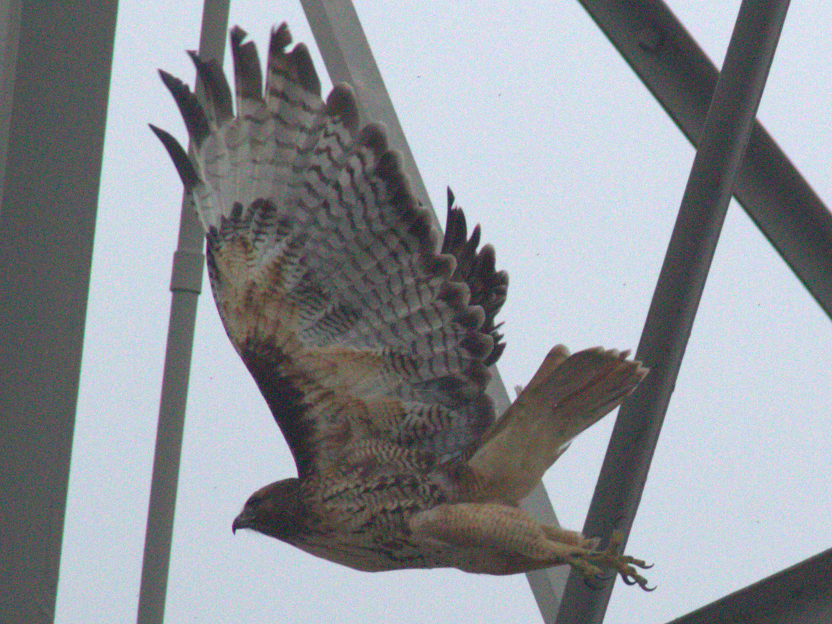 Red-tailed Hawk - ML645147895