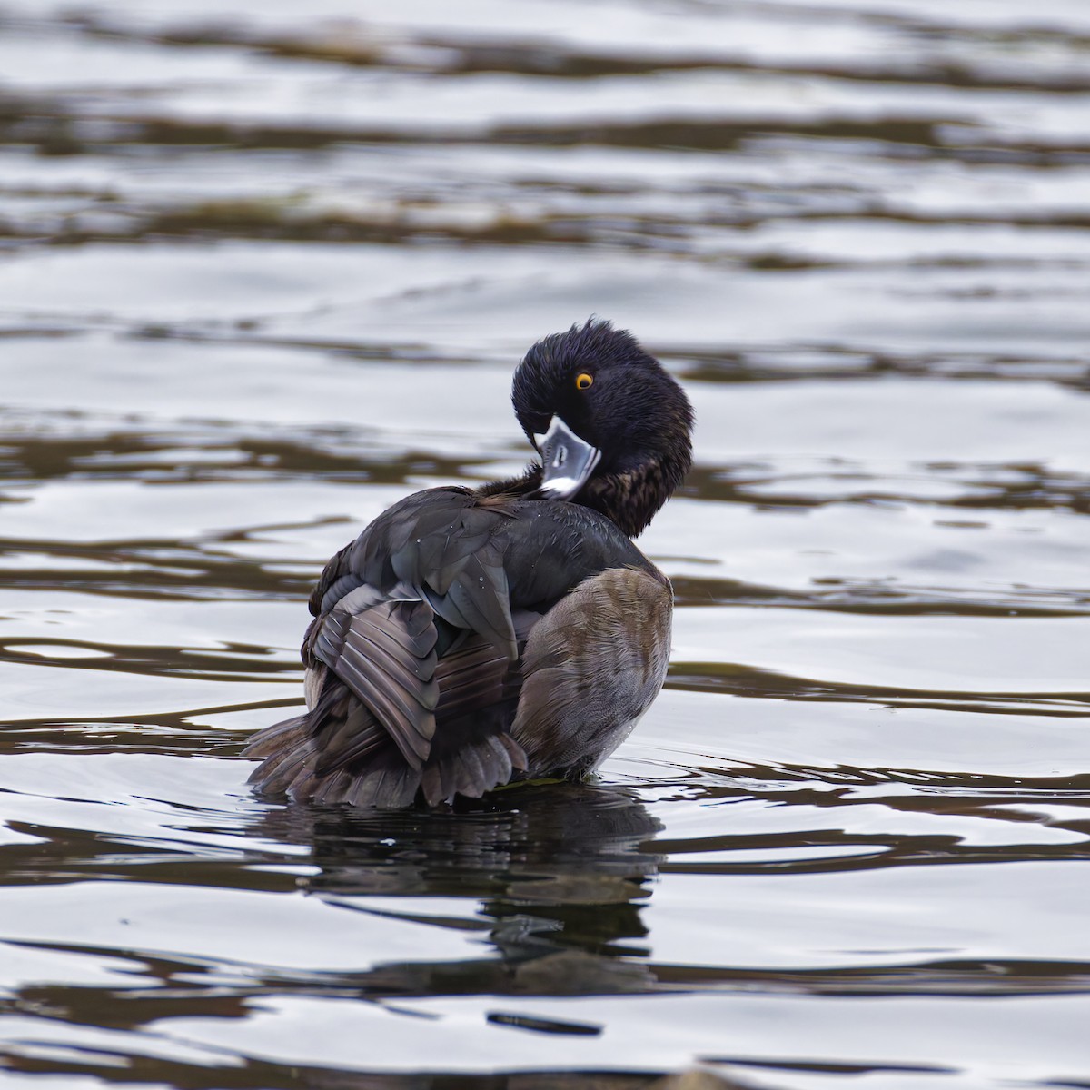 Кольчатая чернеть - ML645147899