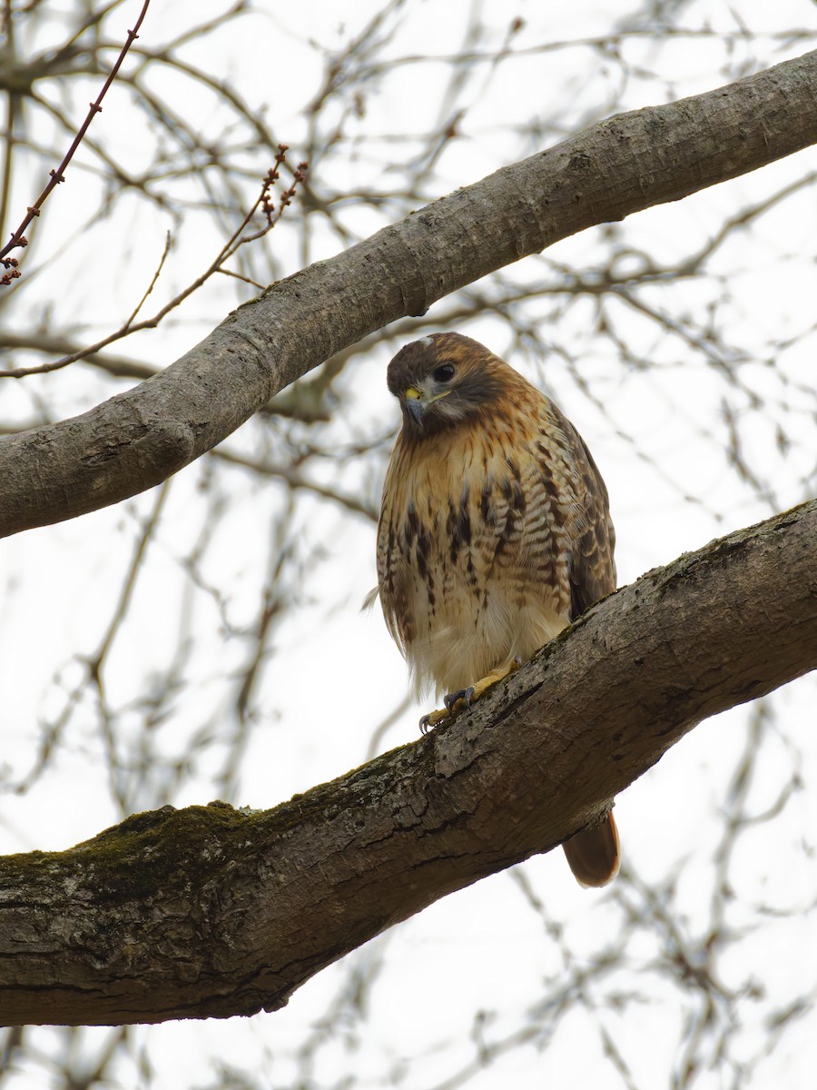 Краснохвостый канюк - ML645147901