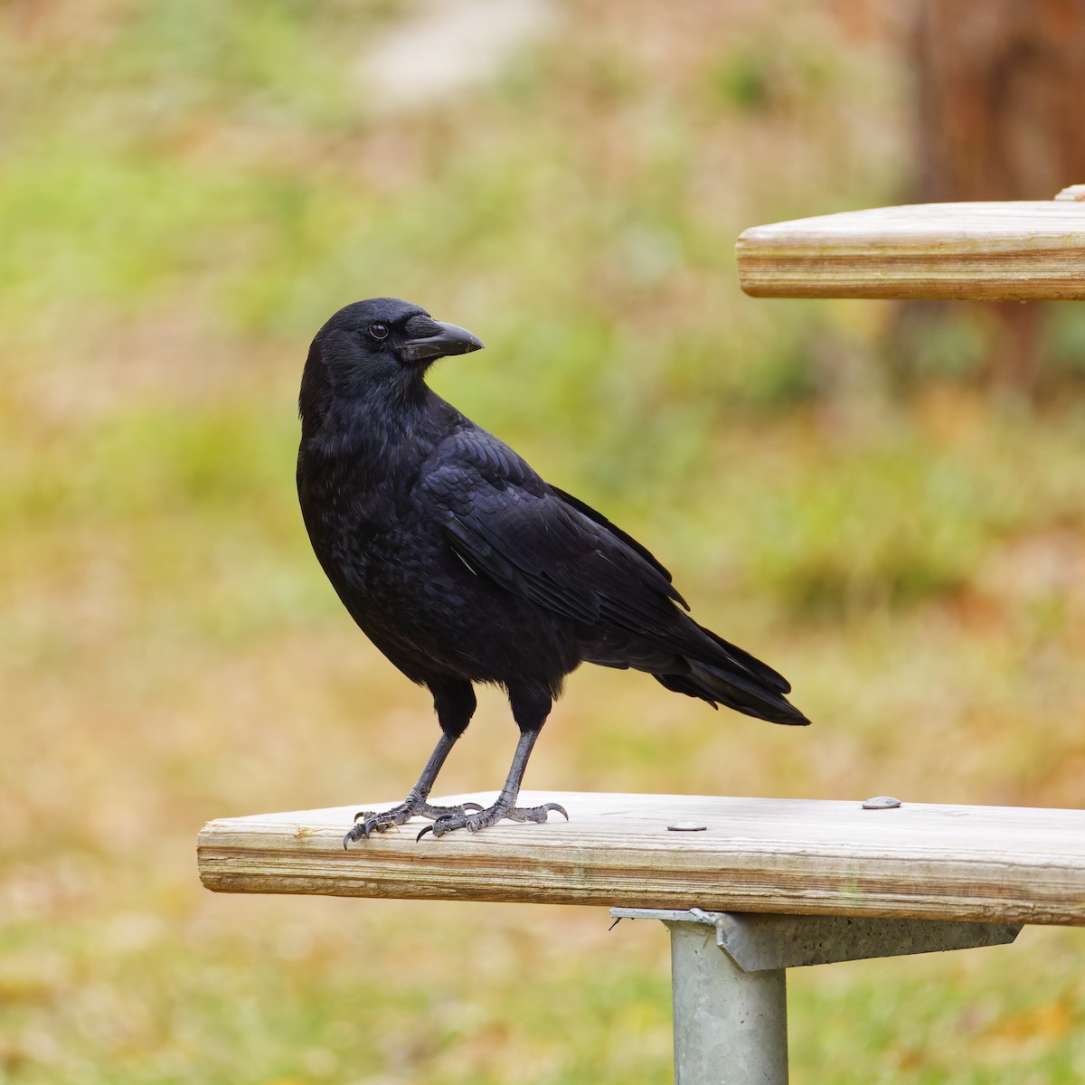 Американская ворона - ML645147906