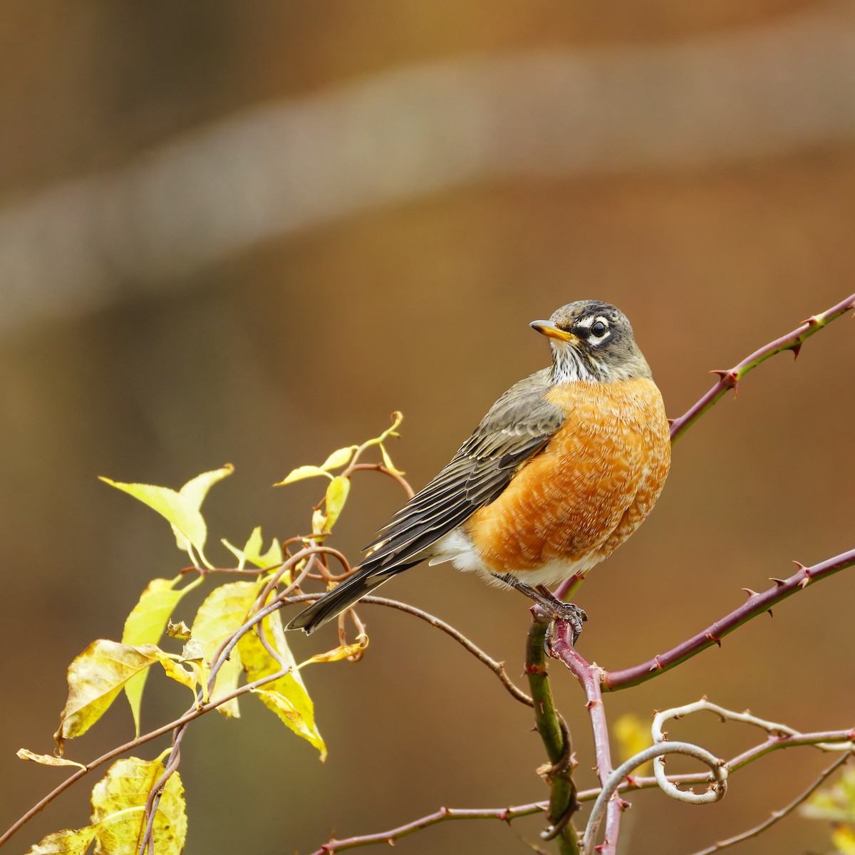 American Robin - ML645147907