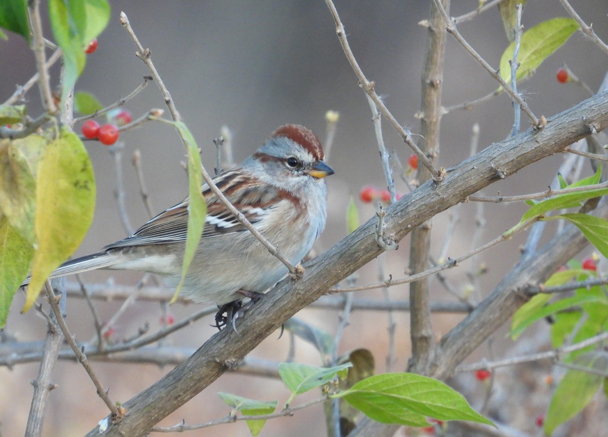 Пасовник північний - ML645147915