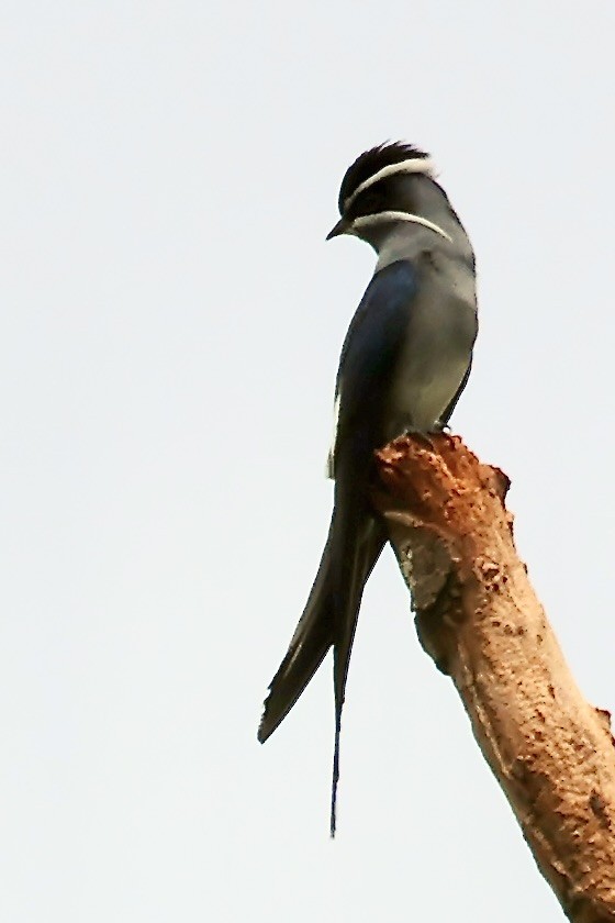Moustached Treeswift - ML645147916