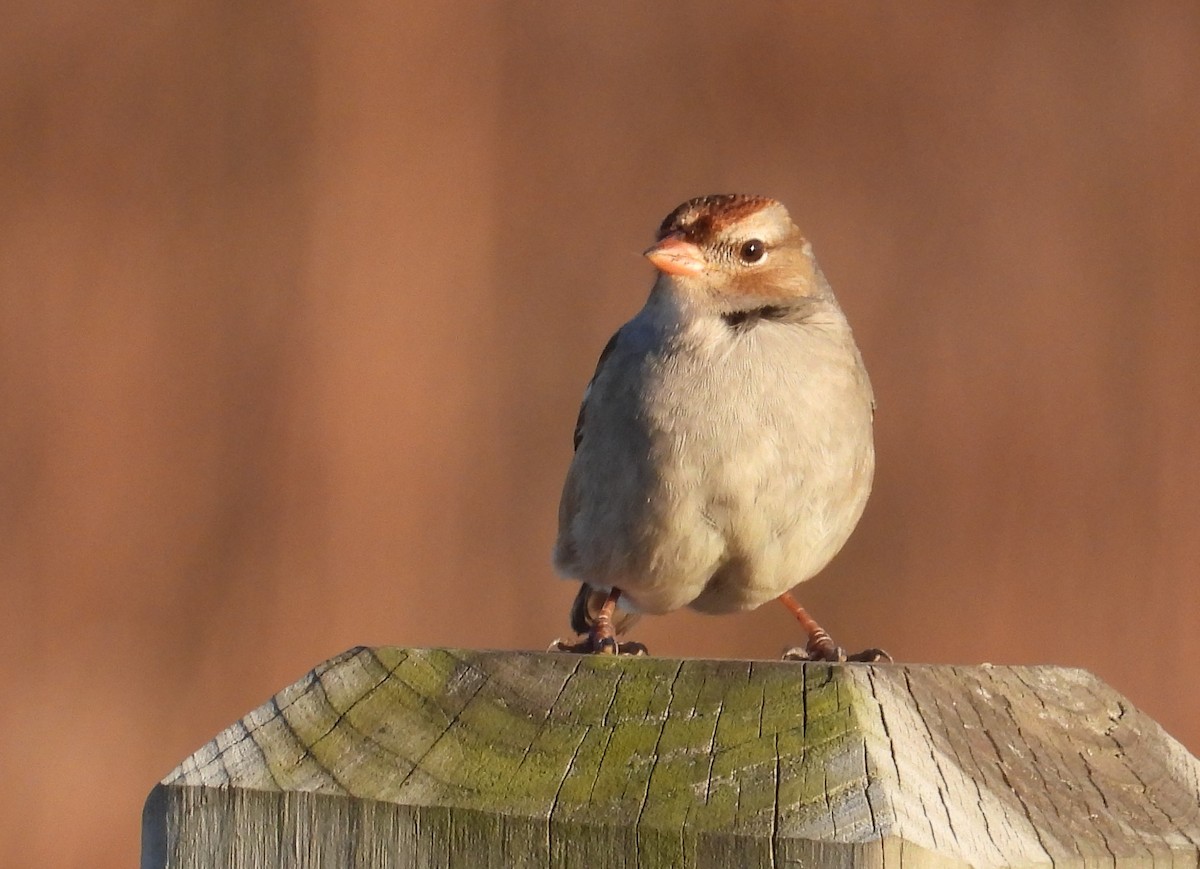 Белобровая овсянка - ML645147918