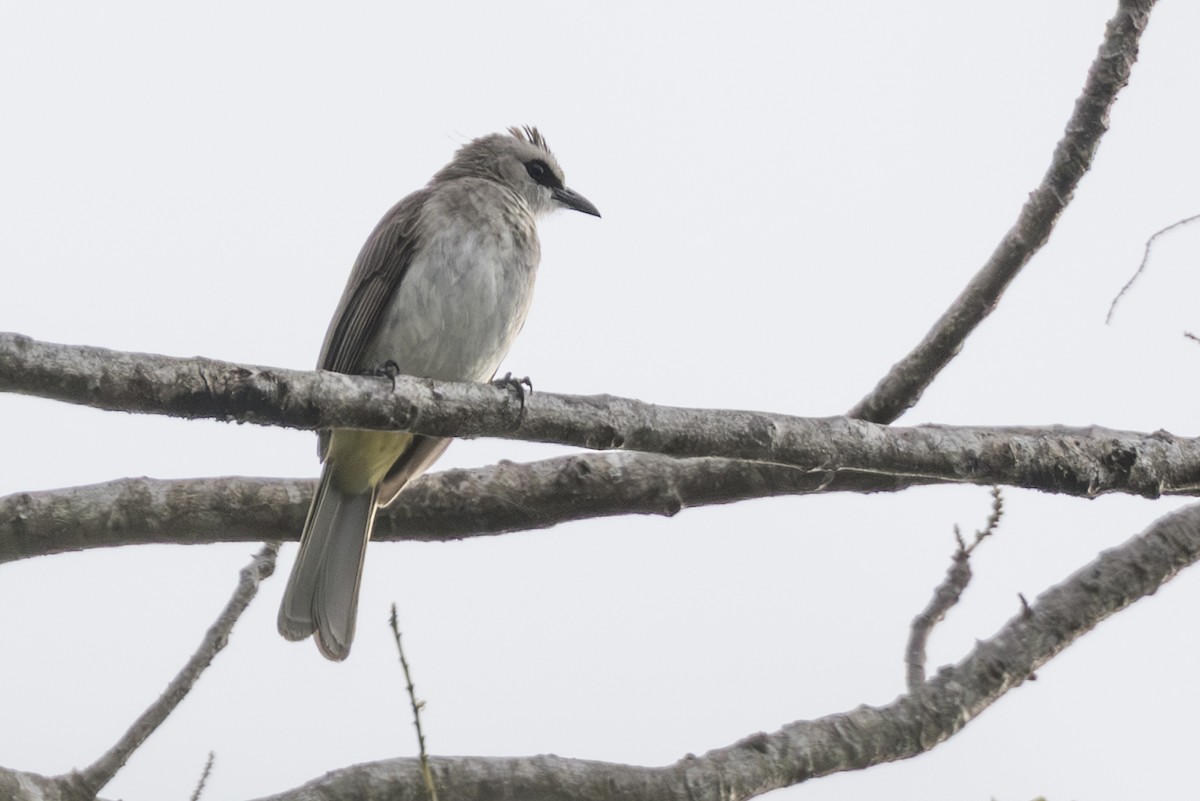 Yellow-vented Bulbul - ML645147926