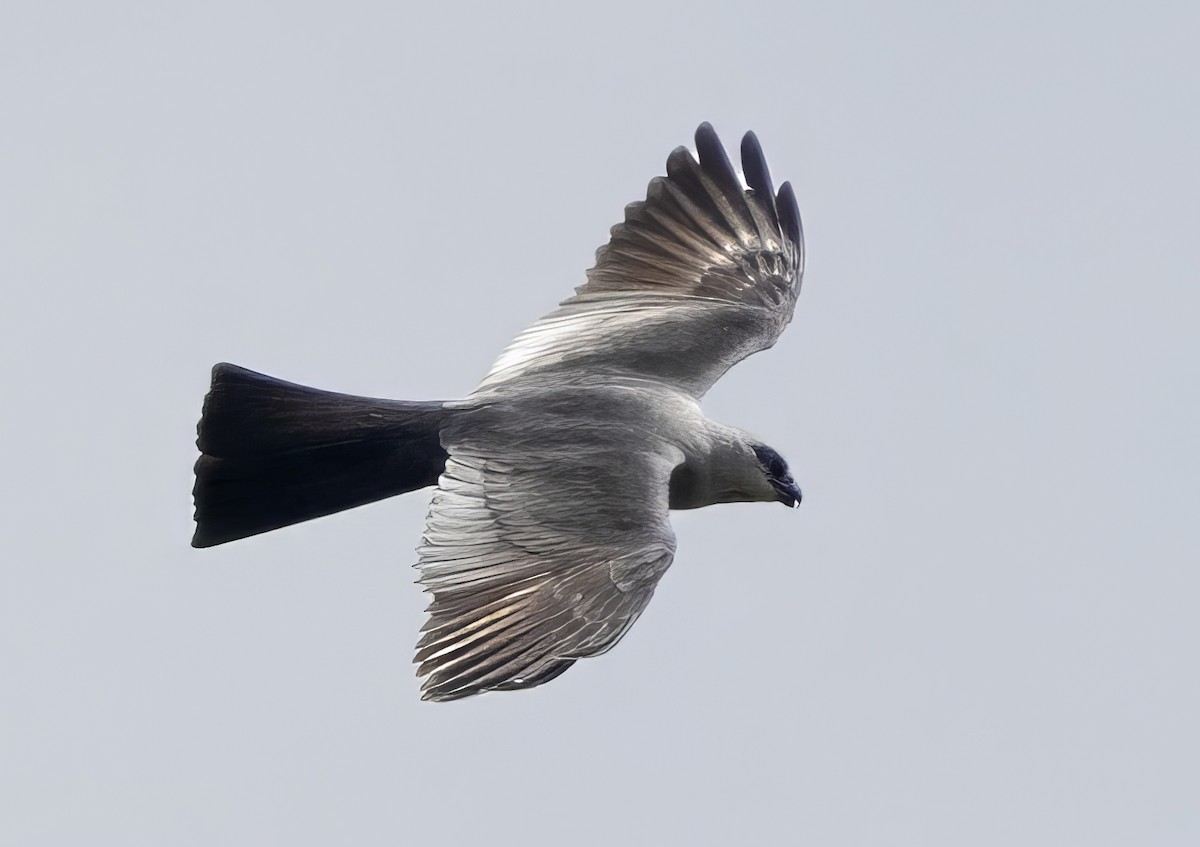 Mississippi Kite - ML645147927