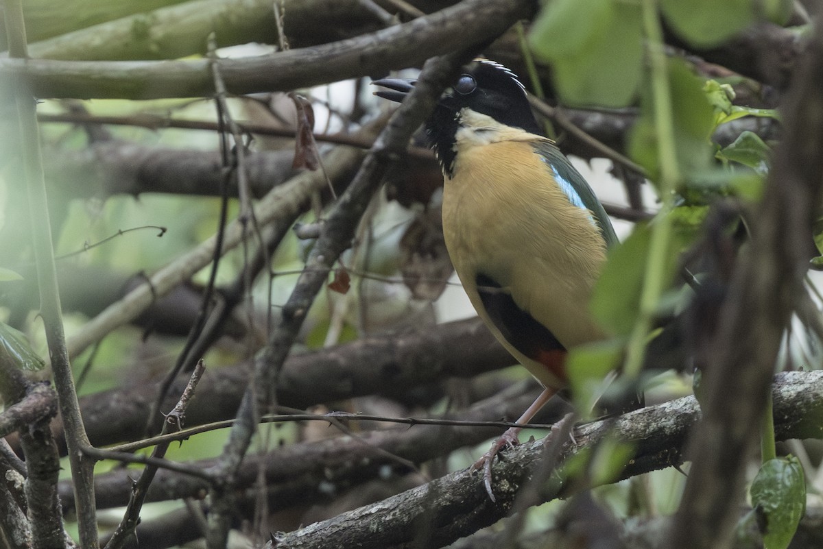Ornate Sunbird - ML645147938