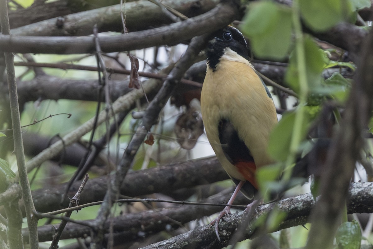 Ornate Sunbird - ML645147939