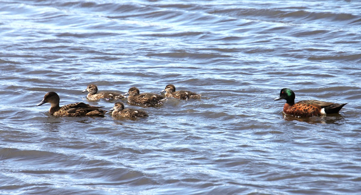 Chestnut Teal - ML645147943