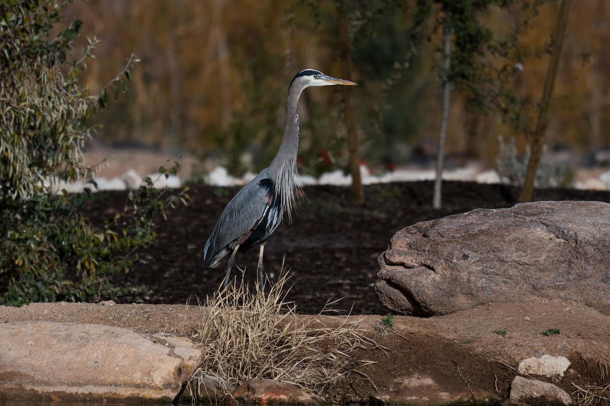 Great Blue Heron - ML645147945