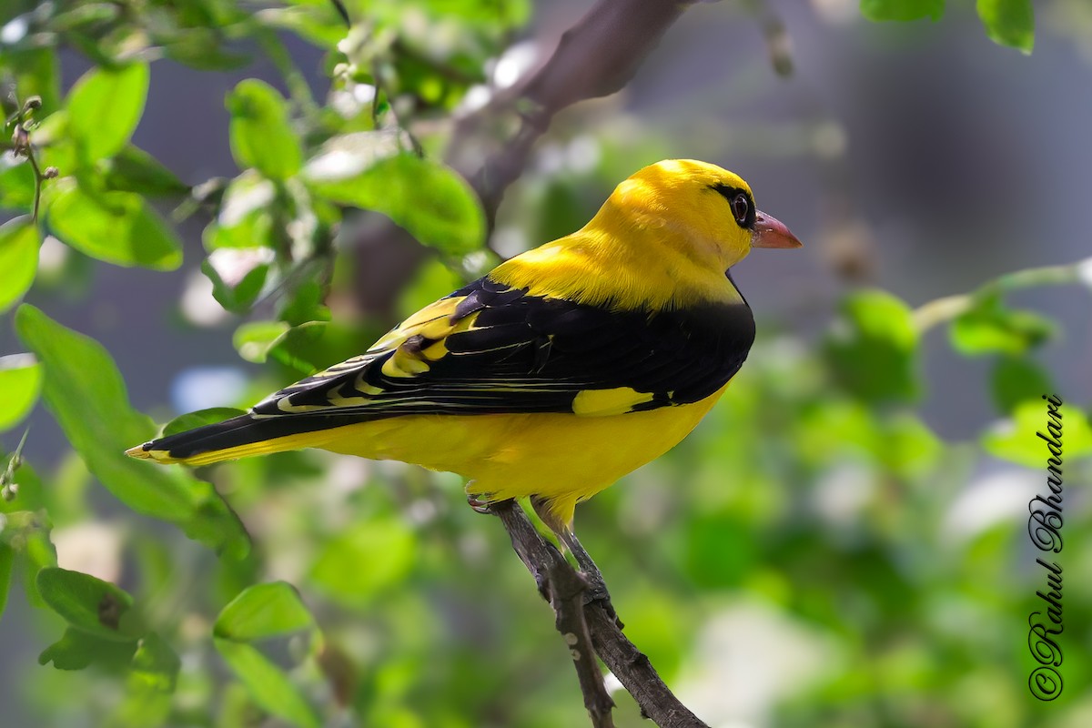 Indian Golden Oriole - ML645147948