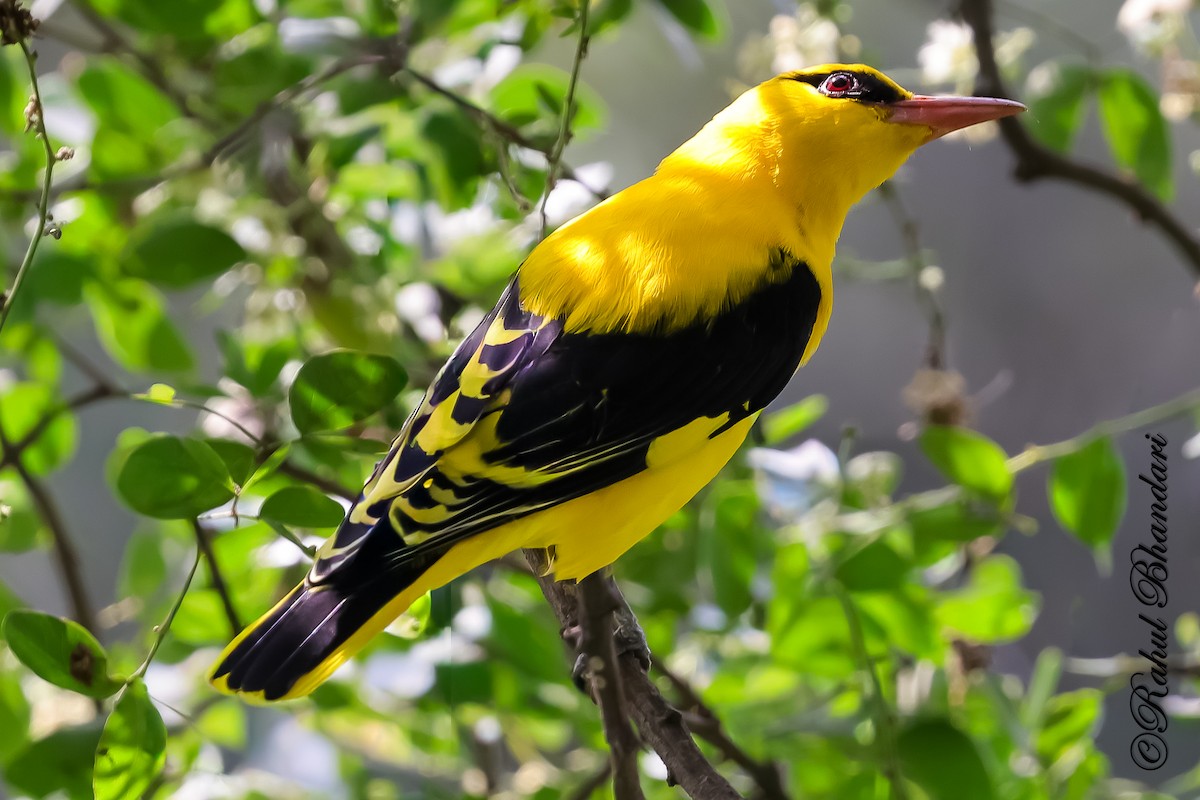 Indian Golden Oriole - ML645147949