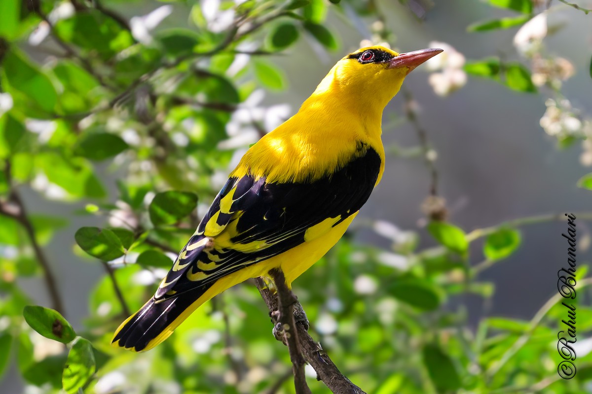 Indian Golden Oriole - ML645147950