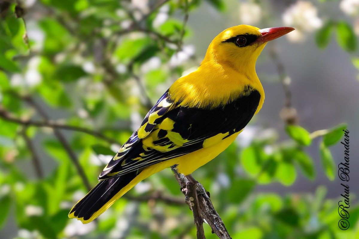 Indian Golden Oriole - ML645147953