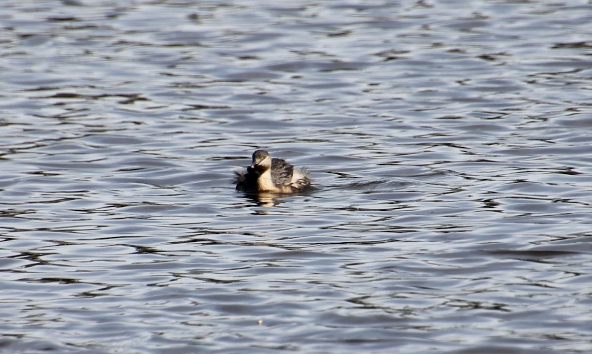 Zampullín Canoso - ML645147965