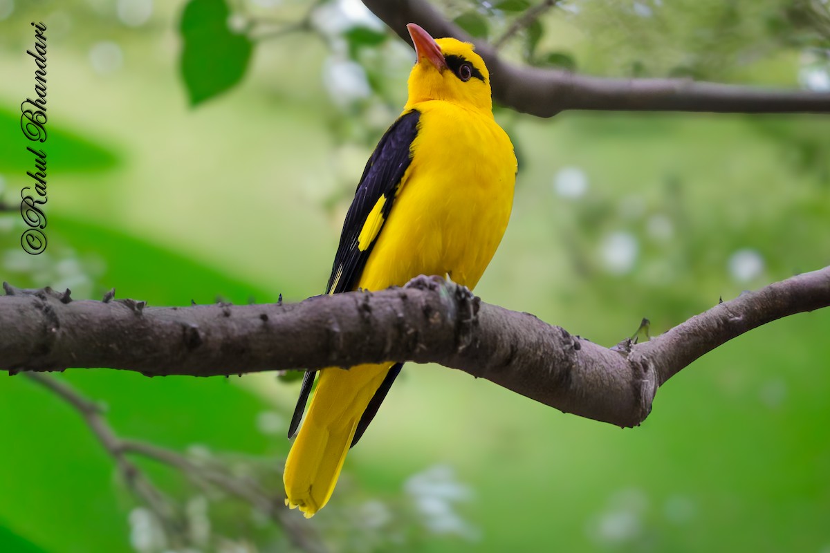 Indian Golden Oriole - ML645147970