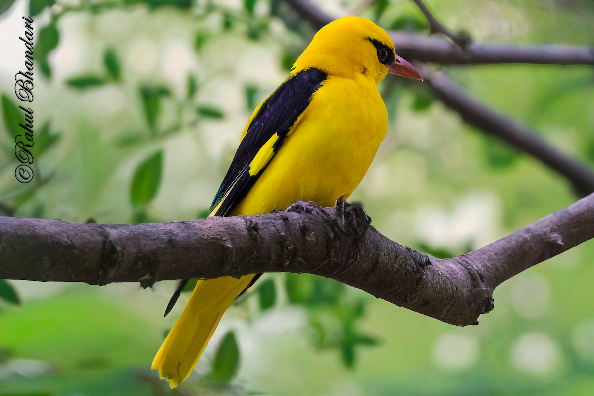 Indian Golden Oriole - ML645147971
