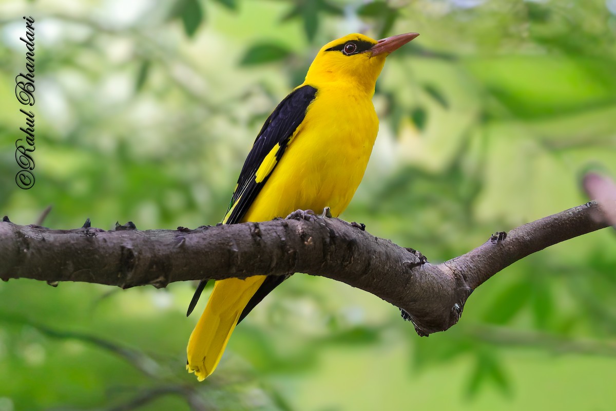 Indian Golden Oriole - ML645147974