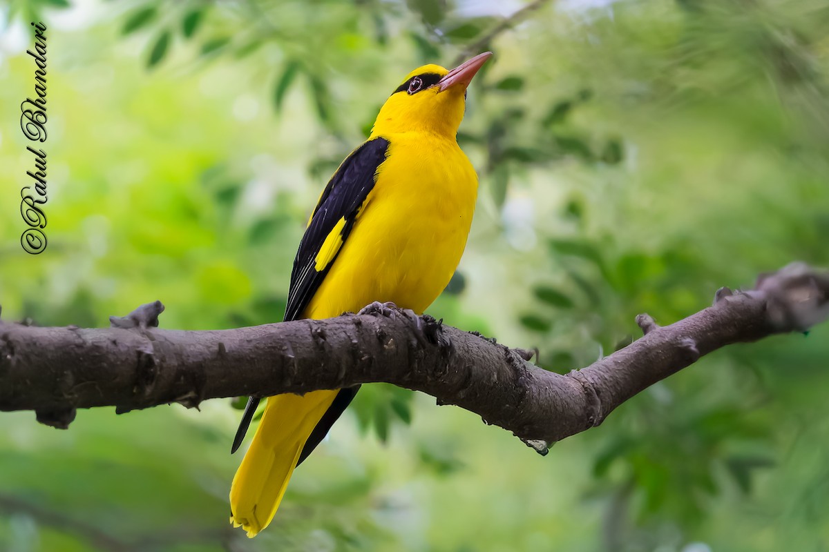 Indian Golden Oriole - ML645147975