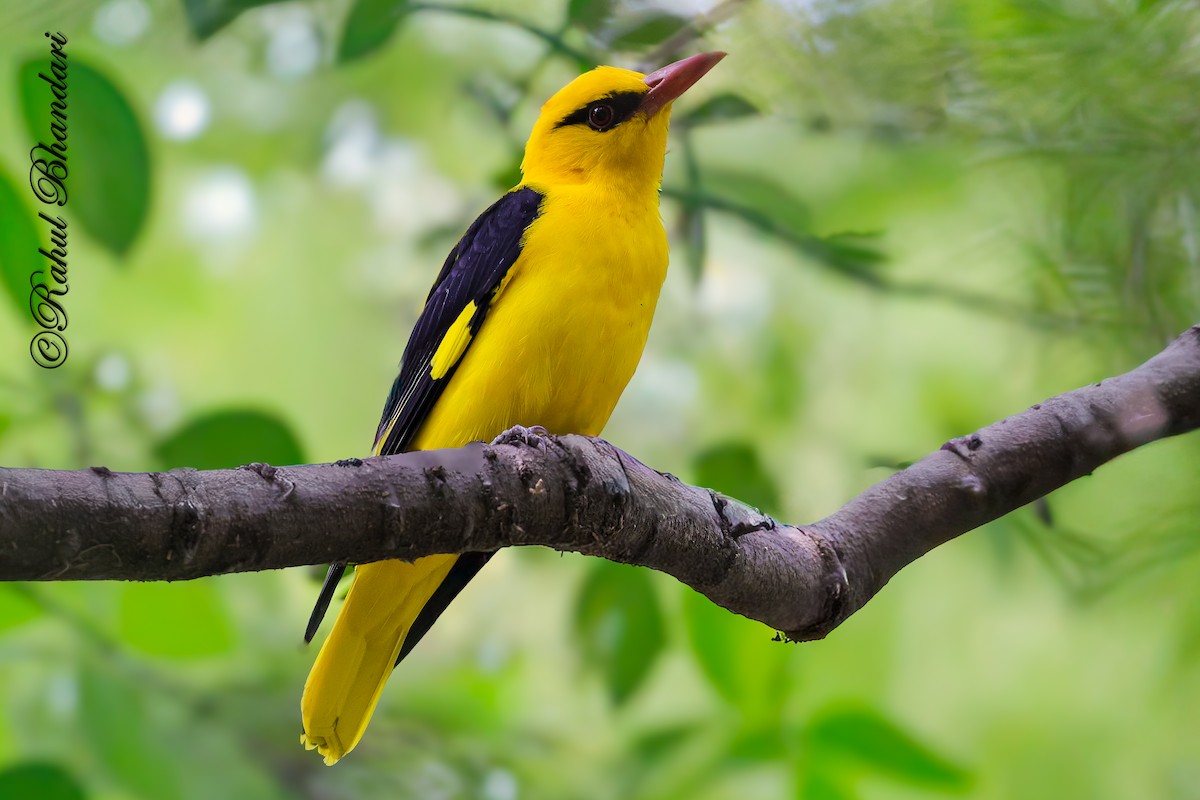 Indian Golden Oriole - ML645147977