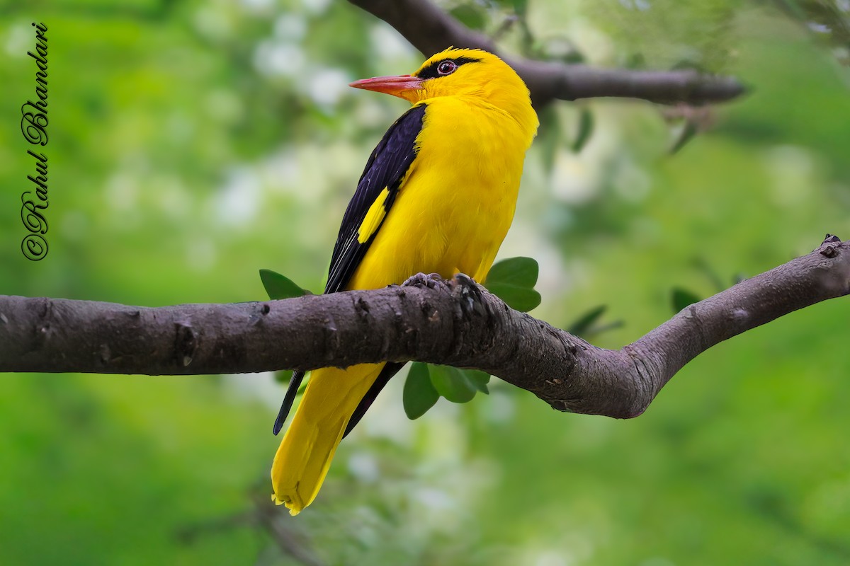 Indian Golden Oriole - ML645147978
