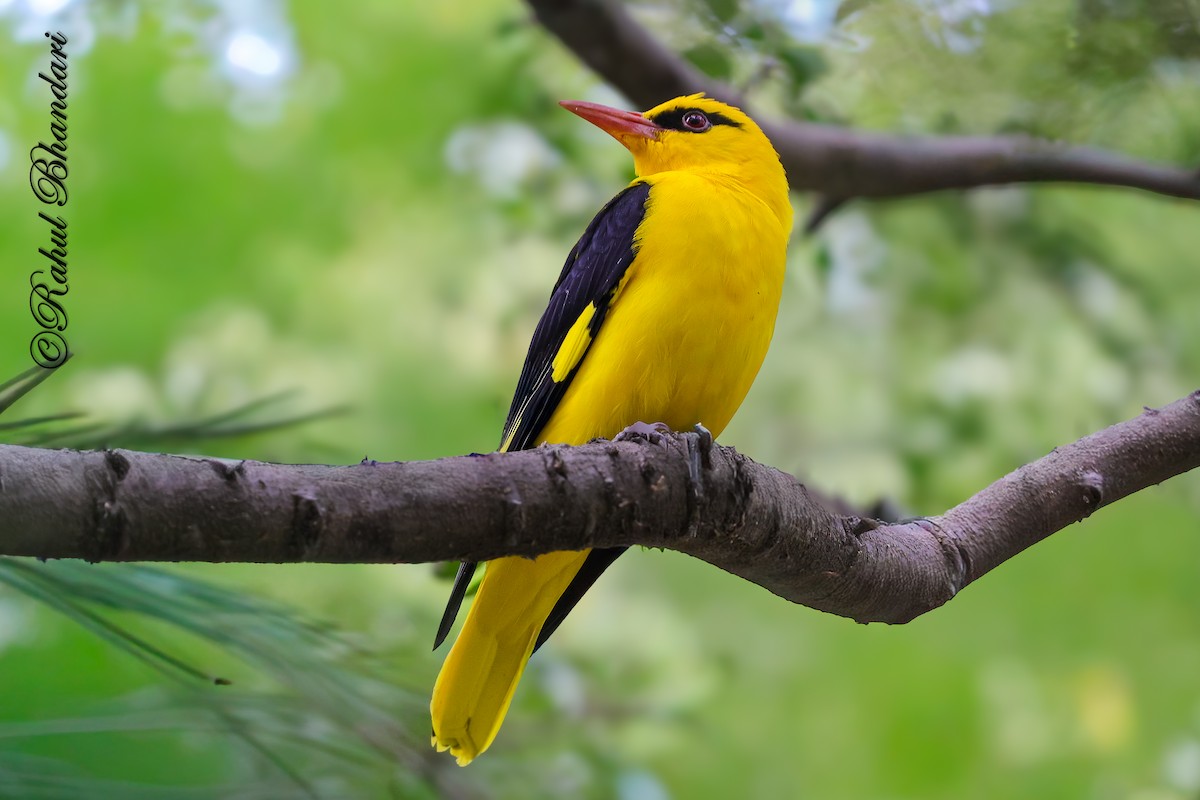 Indian Golden Oriole - ML645147979