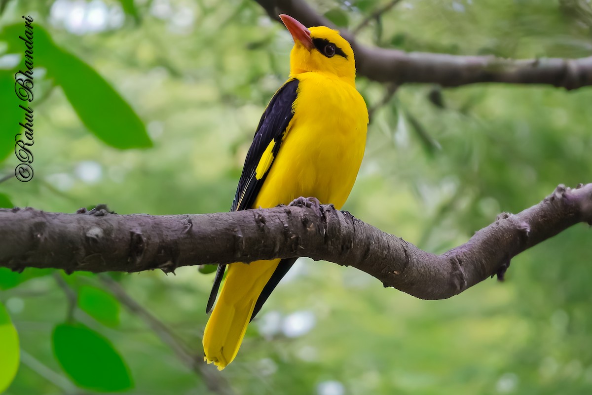 Indian Golden Oriole - ML645147980