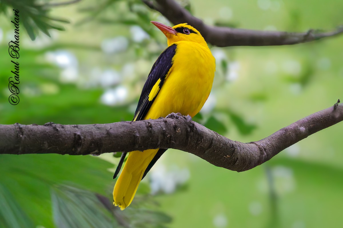 Indian Golden Oriole - ML645147981