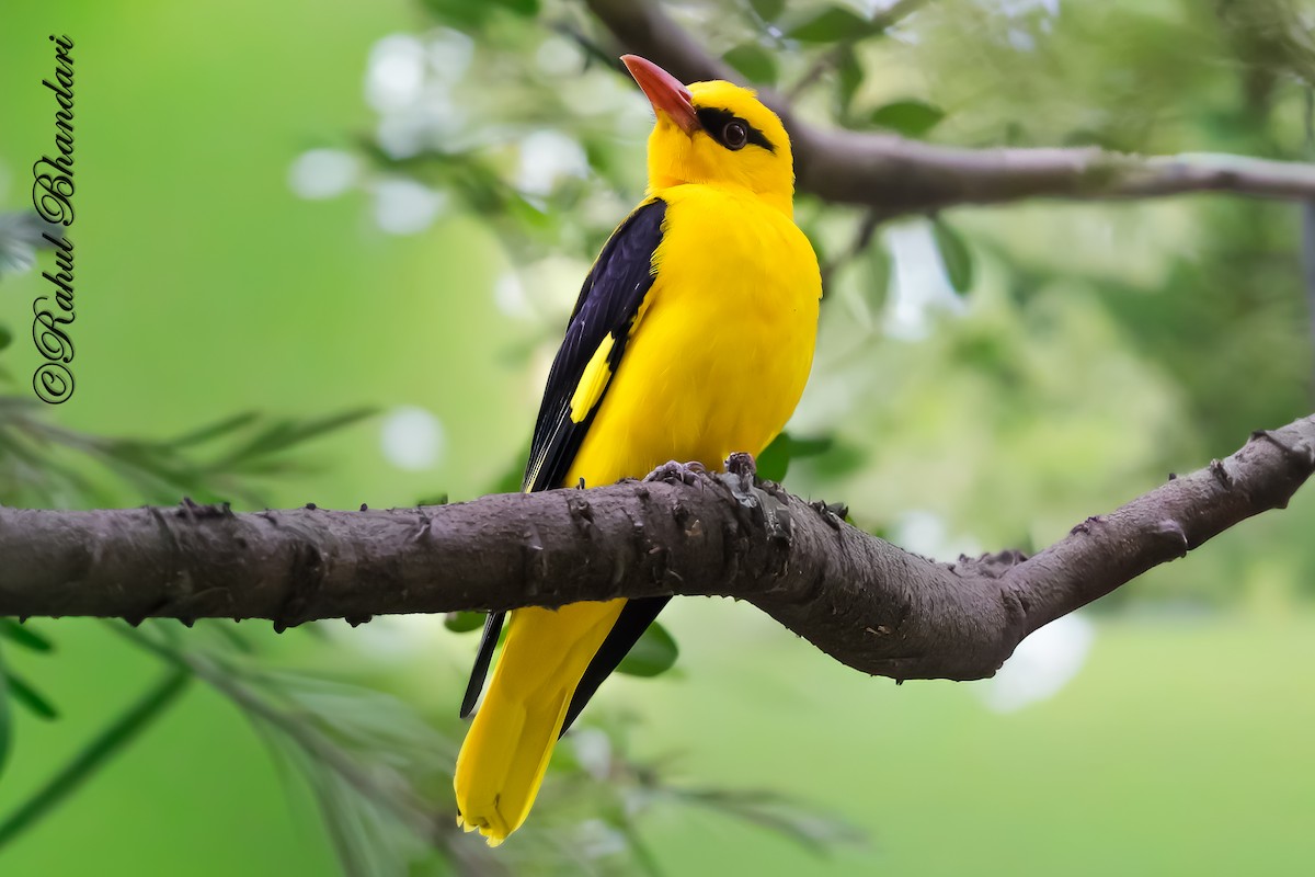 Indian Golden Oriole - ML645147982