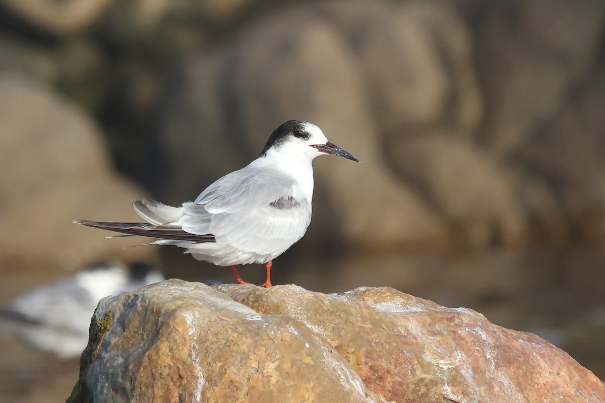 Flussseeschwalbe - ML645147999