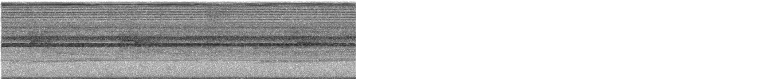 Square-tailed Drongo-Cuckoo - ML645148004