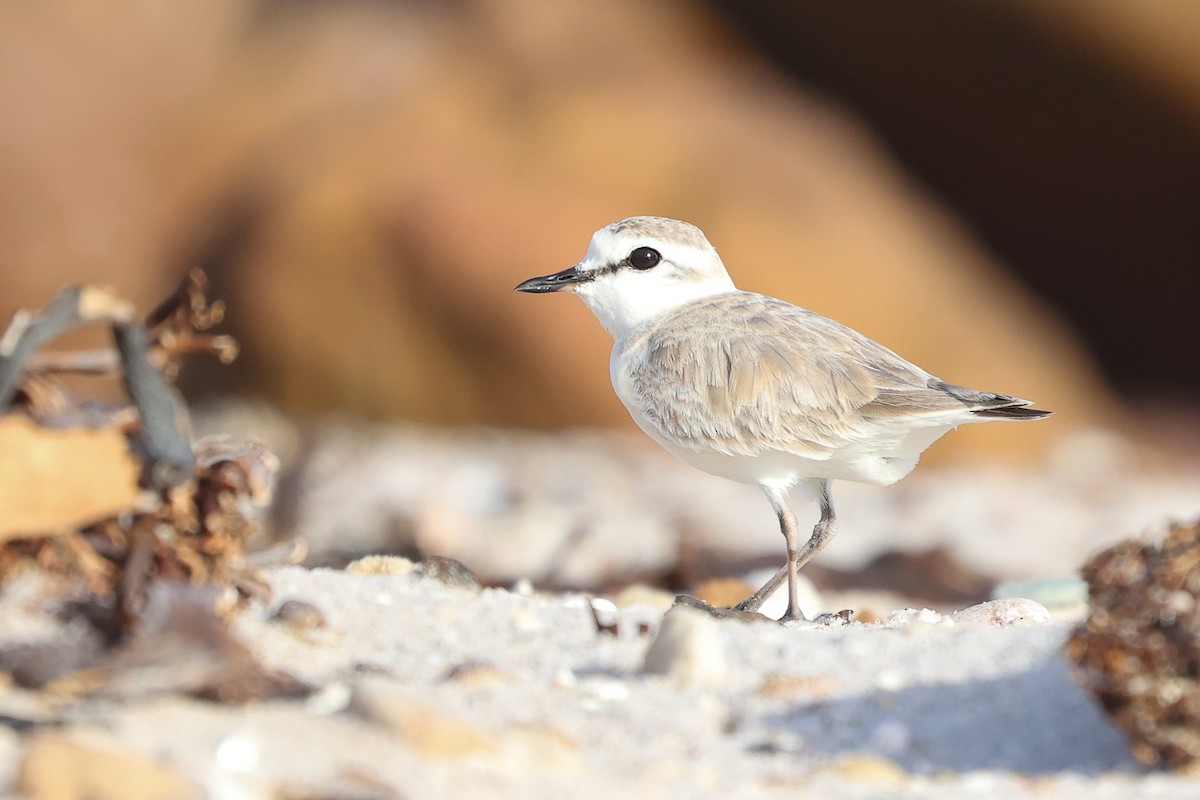 White-fronted Plover - ML645148005