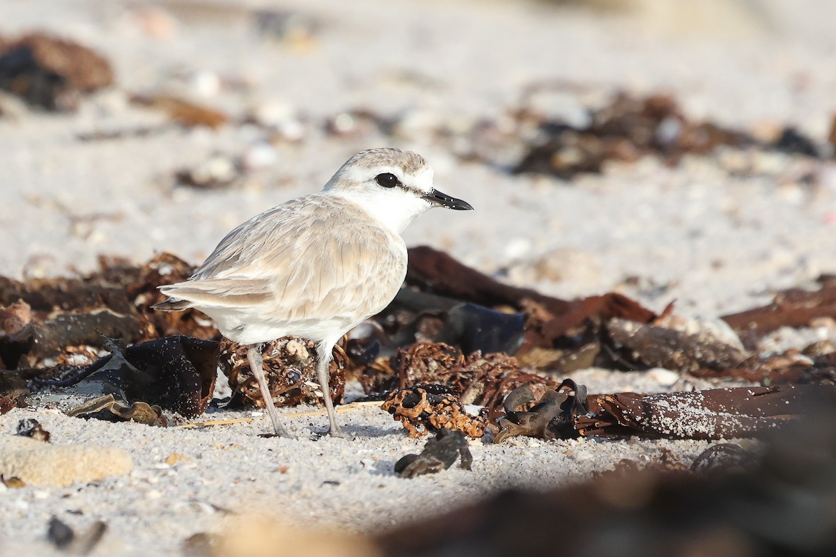 White-fronted Plover - ML645148006