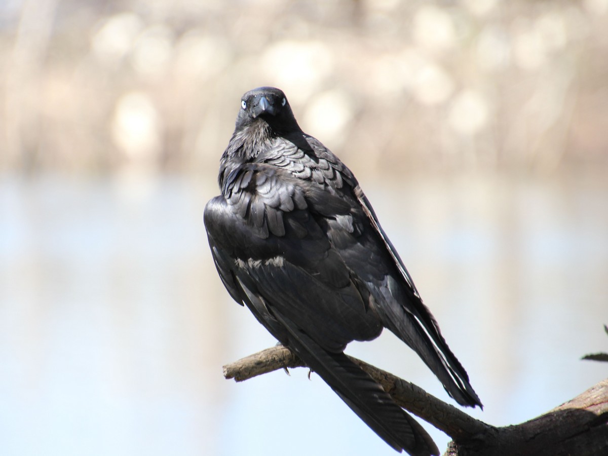 Южноавстралийский ворон - ML645148013