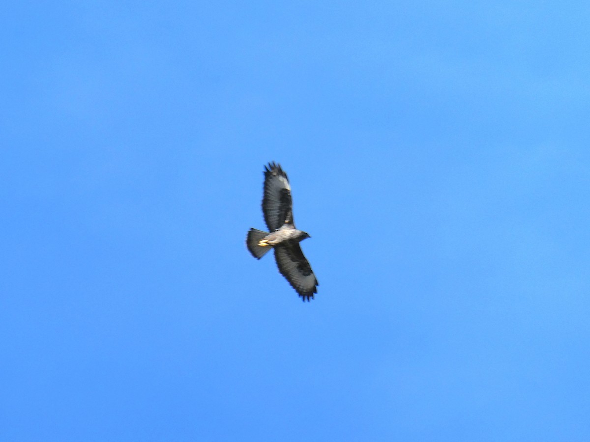 Buse variable - ML645148032