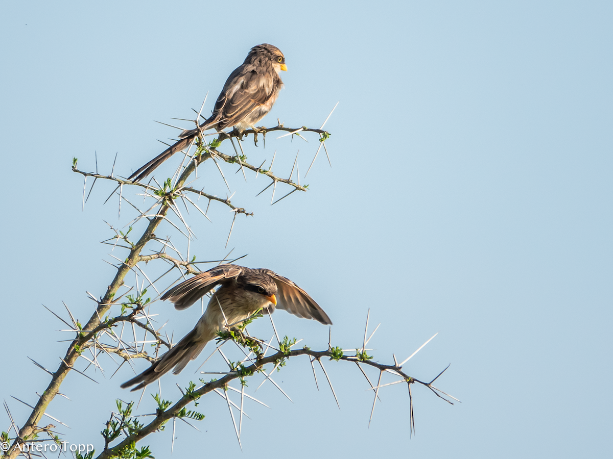 Alcaudón Piquigualdo - ML645148034