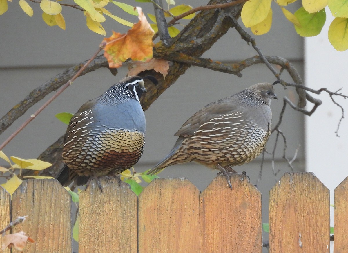 California Quail - ML645148052
