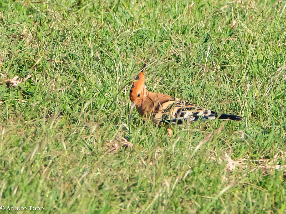 Abubilla Común - ML645148057