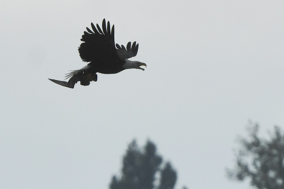 Short-tailed Shearwater - ML645148058