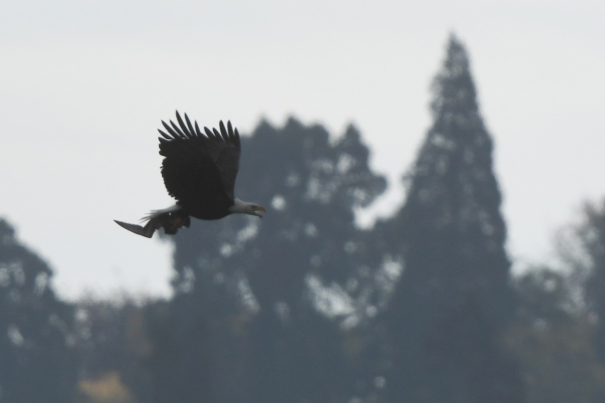 Short-tailed Shearwater - ML645148059