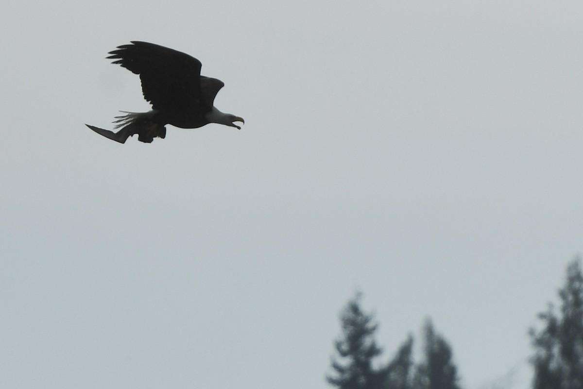 Short-tailed Shearwater - ML645148062