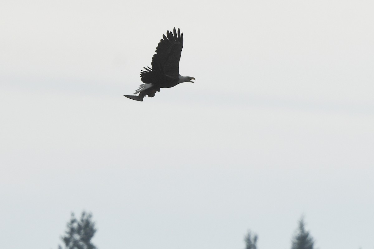 Short-tailed Shearwater - ML645148063