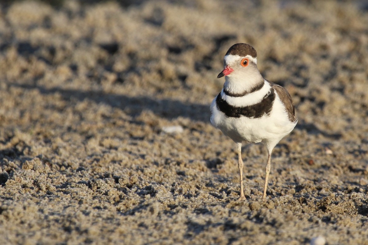 Three-banded Plover - ML645148064