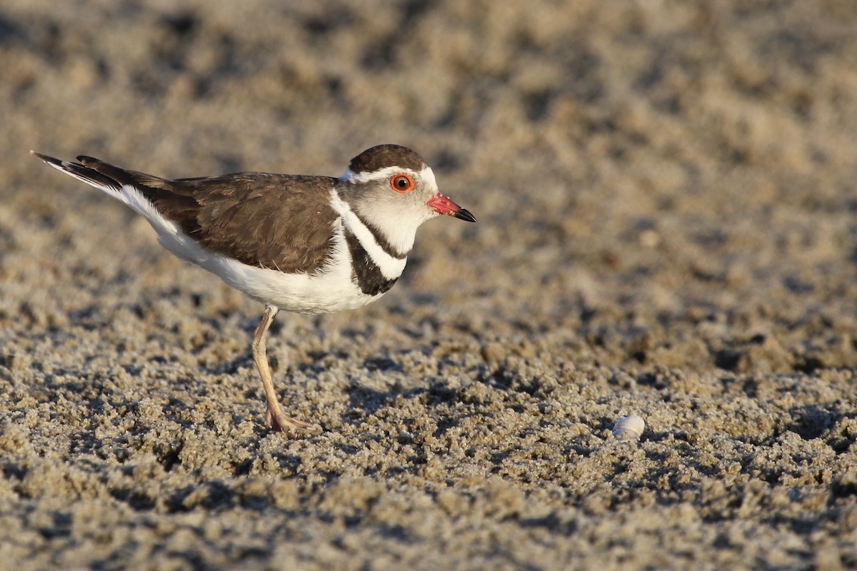 Three-banded Plover - ML645148065